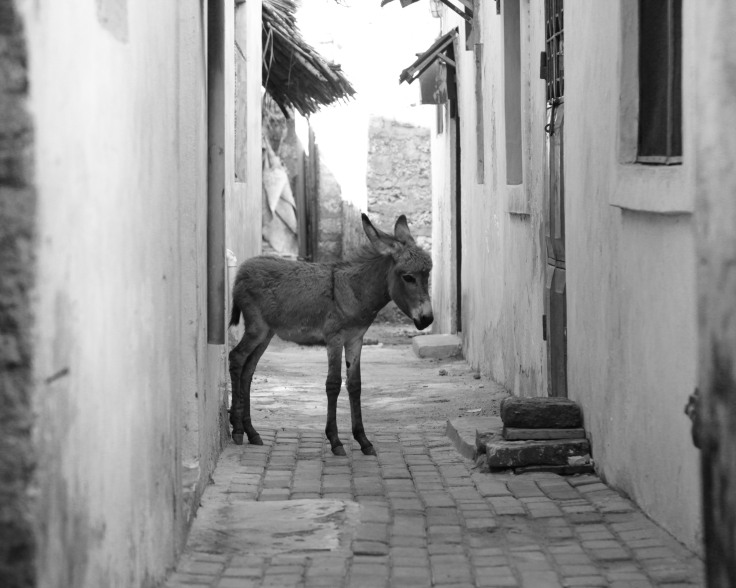 Donkeys of Lamu-4701